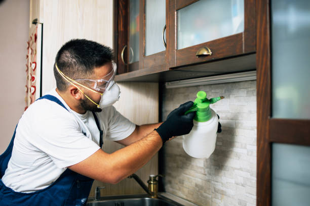 Flea Control Services in Ruidoso, NM