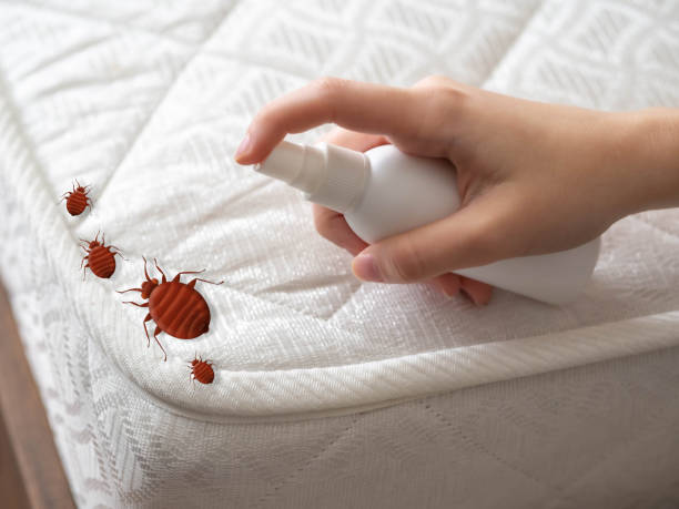 Best Flea Control Services  in Ruidoso, NM